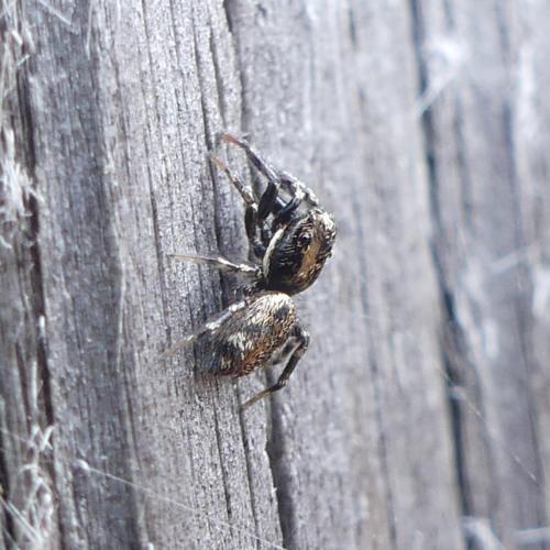Salticus sp.